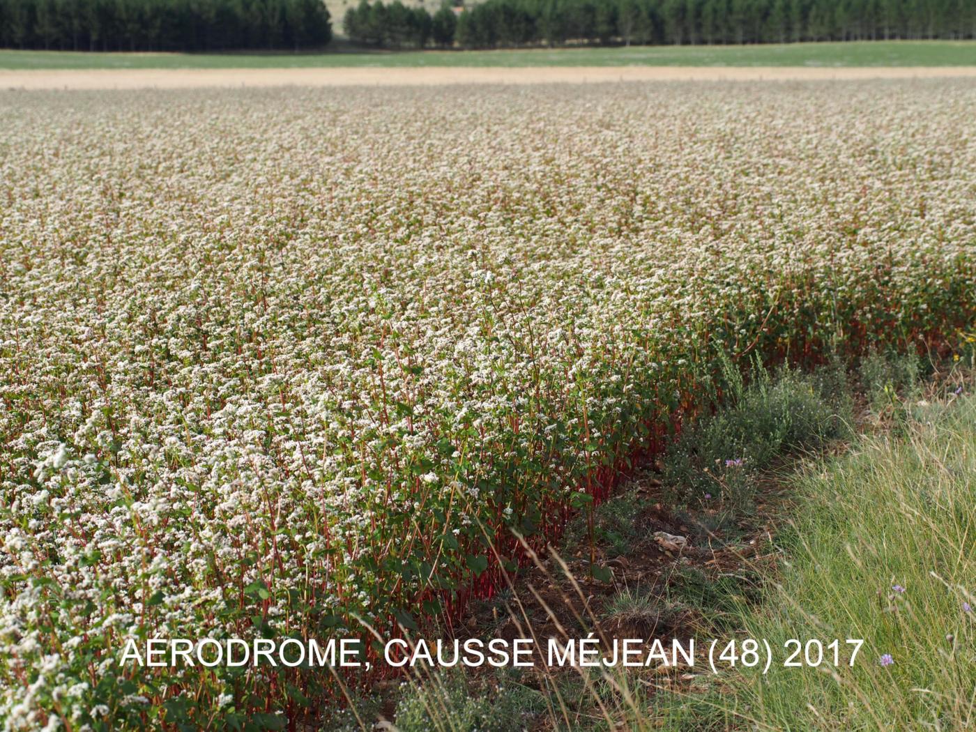 Buckwheat plant